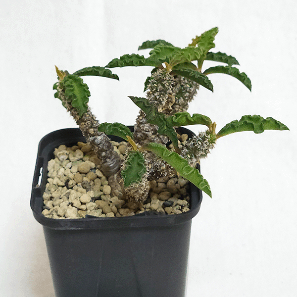 ユーフォルビア デカリー スピロスティカ 2号 プラ鉢 塊根植物