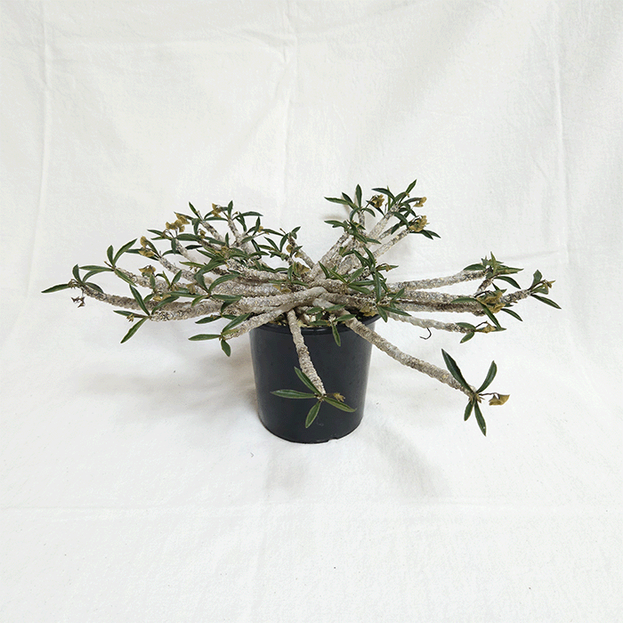 珍奇植物‼️ 実生 ユーフォルビア フィリフローラ 鉢のまま宅急便発送 珍奇植物‼️ 実生 ユーフォルビア フィリフローラ 鉢のまま宅急便発送