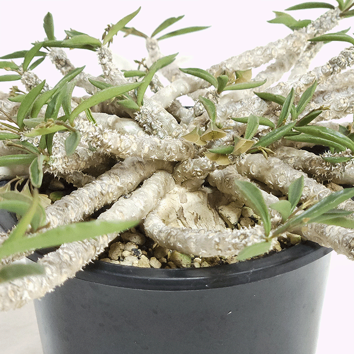 ユーフォルビア キリンドリフォリア トゥビフェラ 4号 プラ鉢