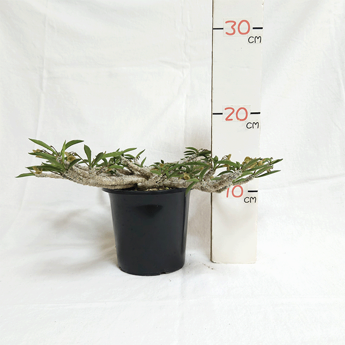 ユーフォルビア キリンドリフォリア トゥビフェラ 4号 プラ鉢