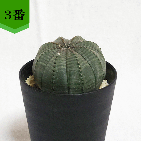 セット販売【オベサ＋鉢】セキグチタカヒト氏“Opot” Euphorbia