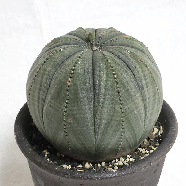 【70％OFF】 オベサ ユーフォルビア 4号 ビザール 珍奇 種類 セメント鉢 その他多肉植物