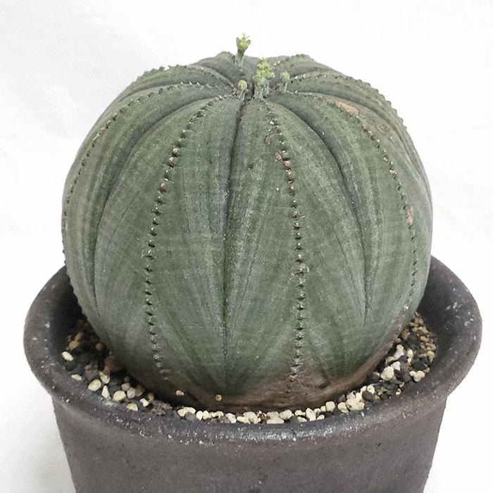 上*司様 ユーフォルビアオベサ綴化　8.6センチ ユーフォルビア オベサ 綴化 Euphorbia obesa 'Cristata