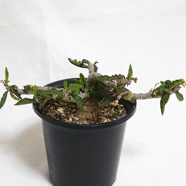 ユーフォルビア スザンナエマルニ 3.5号 プラ鉢 塊根植物 種類 安い 土