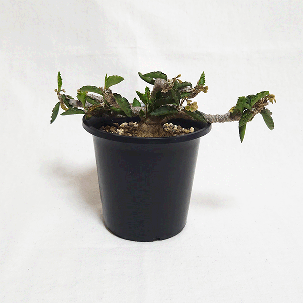 ユーフォルビア スザンナエマルニ 3.5号 プラ鉢 塊根植物 コーデックス