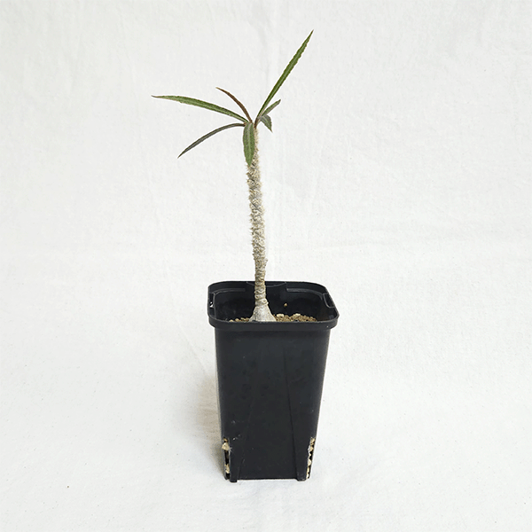 ユーフォルビア ワリンギアエ 2号 プラ鉢 コーデックス 塊根植物