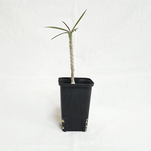 ユーフォルビア　ワリンギアエ　塊根植物 観葉植物　レア ユーフォルビア：ワリンギアエ 3号（発根済み） の通販 | 園芸ネット