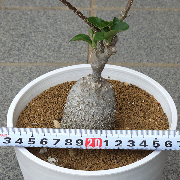 フォッケア ケーペンシス 5号 セラアート鉢 コーデックス 種 鉢 塊根