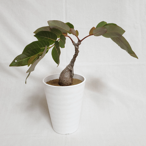 フィランサス ミラビリス すばらしい美形 #he024 - 植物/観葉植物
