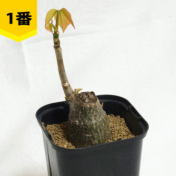 ボンバックス 植物のおすすめ人気商品一覧 通販 - Yahoo!ショッピング