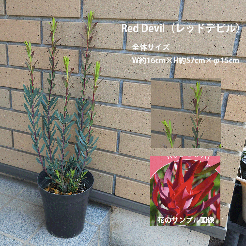 リューカデンドロン（観葉植物） | 花、ガーデニング の商品一覧 通販