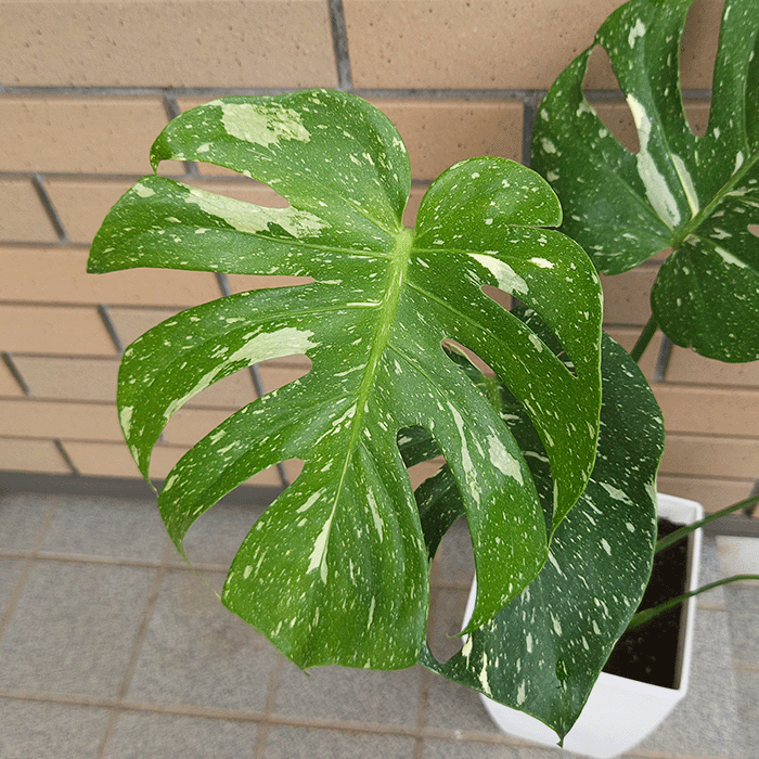 モンステラ タイコンステレーション 6号 プラ鉢 観葉 多肉