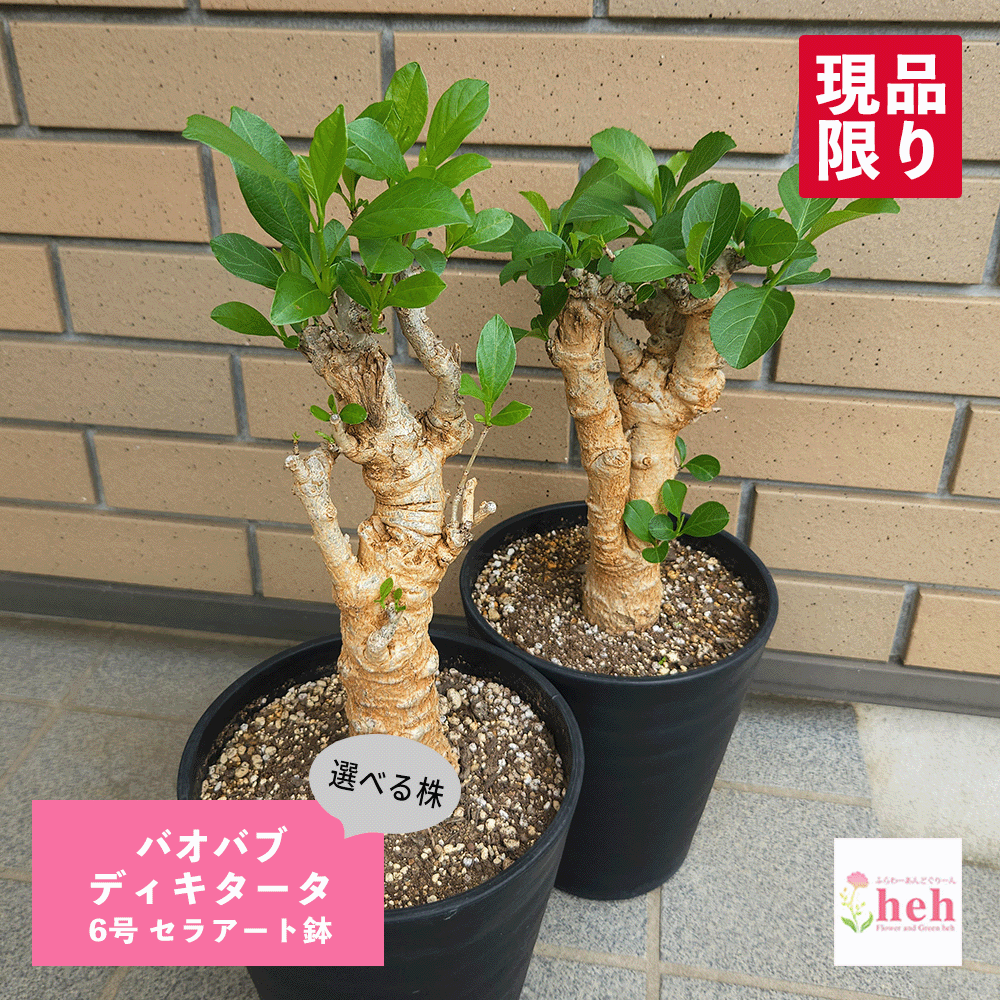 拡大画像