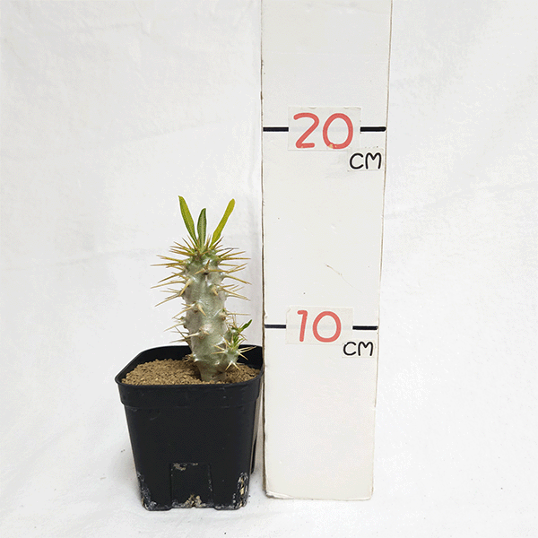 パキポディウム　アンボンゲンセ　3分頭　塊根植物 パキポディウム アンボンゲンセ 3分頭 塊根植物 - メルカリ
