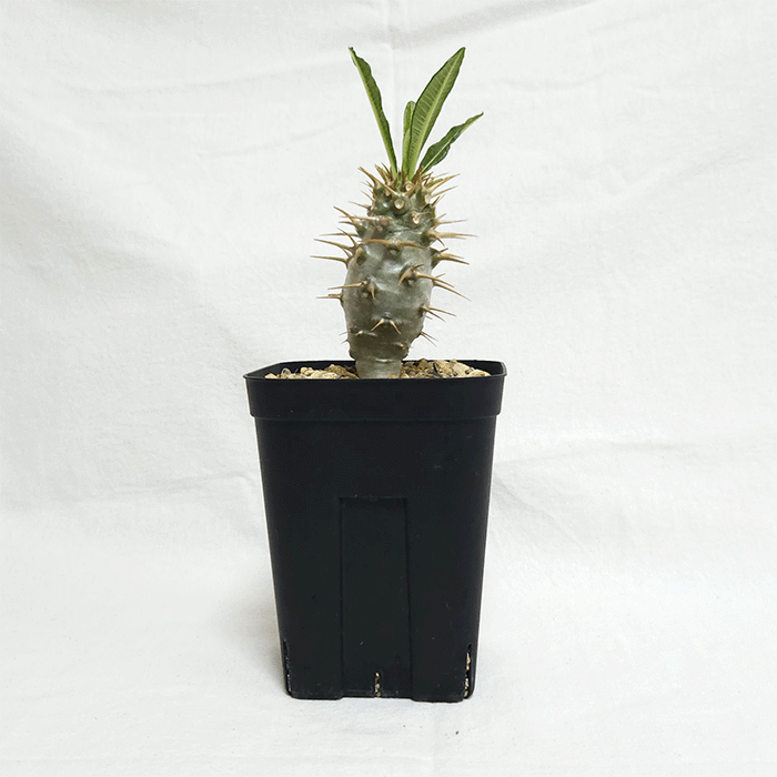 パキポディウム　アンボンゲンセ　良型　鉢ごとメルカリ便③ パキポディウム アンボンゲンセ - メルカリ