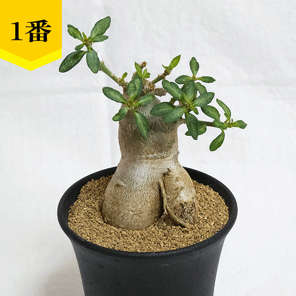 パキポディウム ビスピノーサム 3.5号 プラ鉢 塊根植物 種類 鉢 パキポディウム ビスピノーサム 3.5号 プラ鉢 塊根植物 種類 鉢