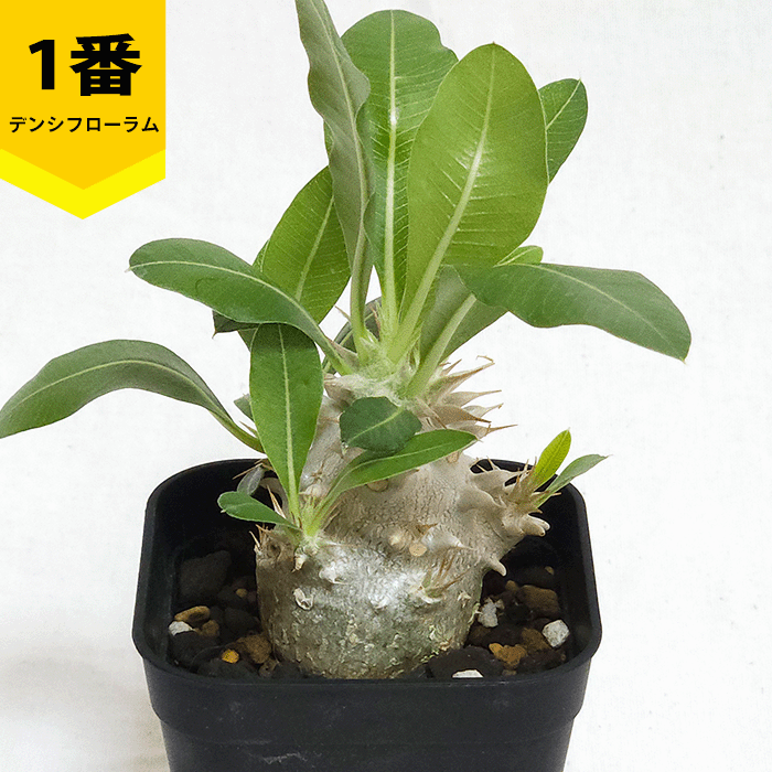 パキポディウム デンシフローラム 2.5号 プラ鉢 コーデックス 塊根植物