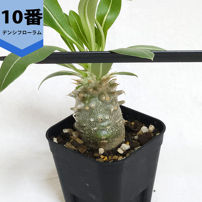 パキポディウム デンシフローラム 2.5号 プラ鉢 コーデックス 塊根植物