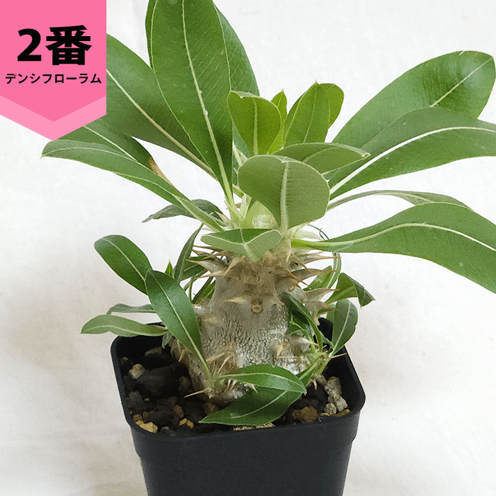 パキポディウム デンシフローラム 2.5号 プラ鉢 コーデックス 塊根植物