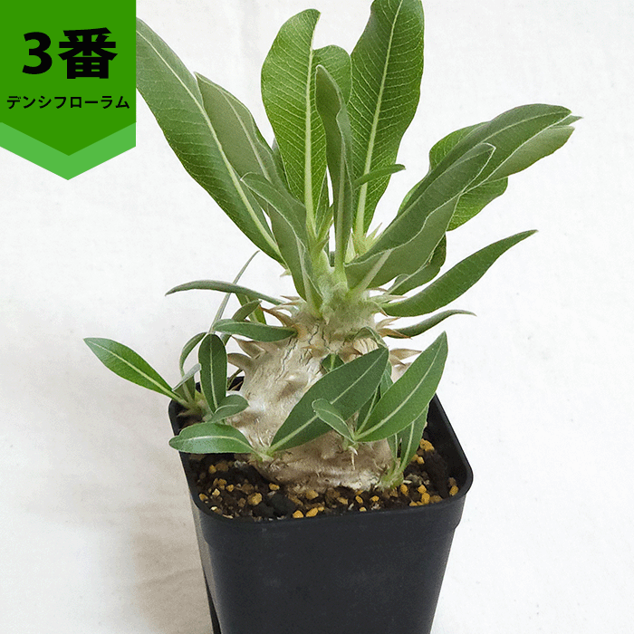 パキポディウム デンシフローラム 2.5号 プラ鉢 コーデックス 塊根植物
