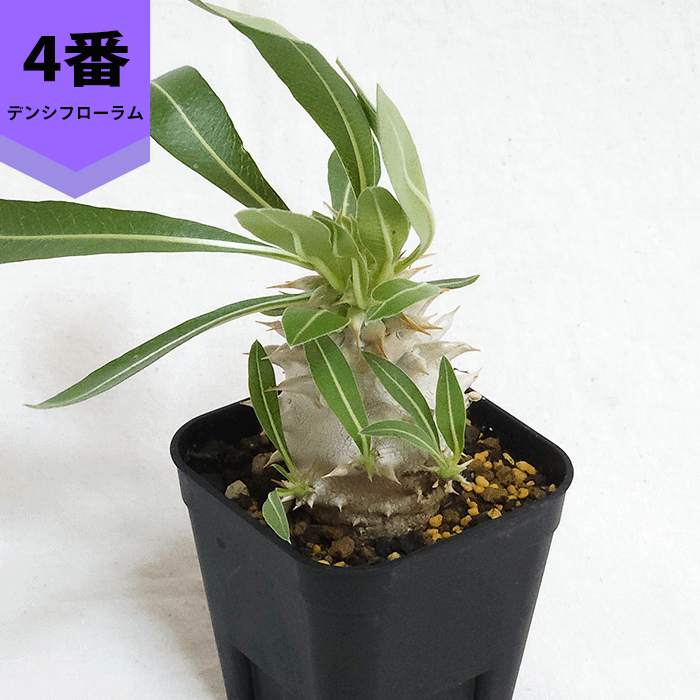 パキポディウム デンシフローラム 2.5号 プラ鉢 コーデックス 塊根植物