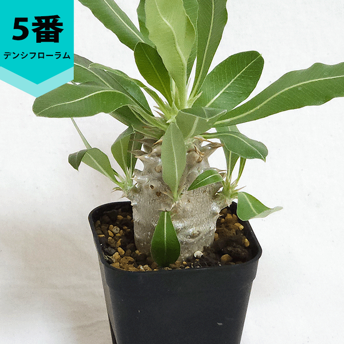 パキポディウム デンシフローラム 2.5号 プラ鉢 コーデックス 塊根植物
