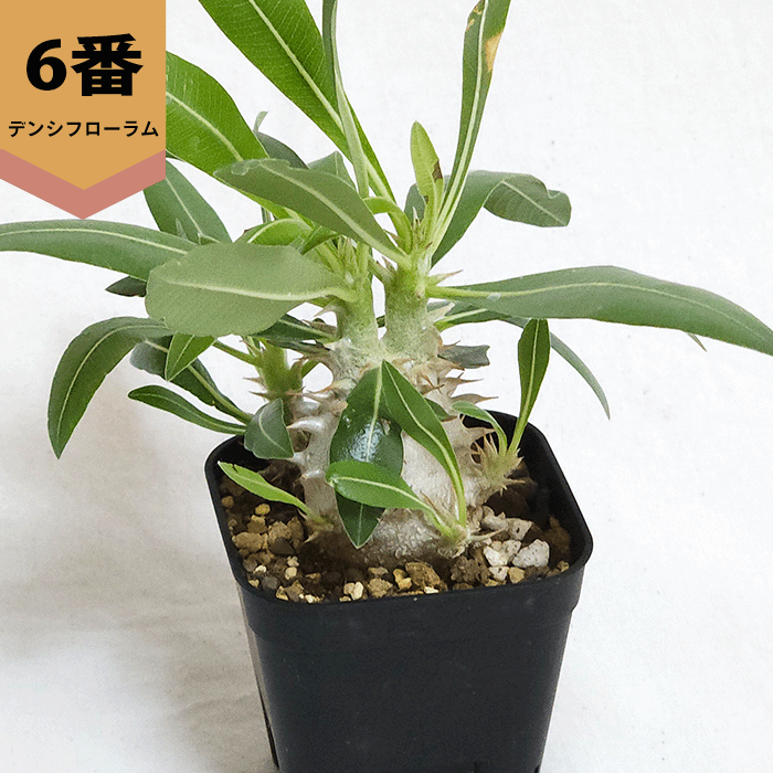 パキポディウム デンシフローラム 2.5号 プラ鉢 コーデックス 塊根植物