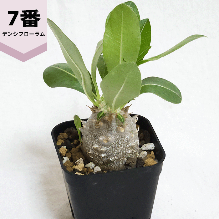 ※afro出品　パキポディウム10種類セット パキポディウム10株セット！ 2020年実生 パキポディウム