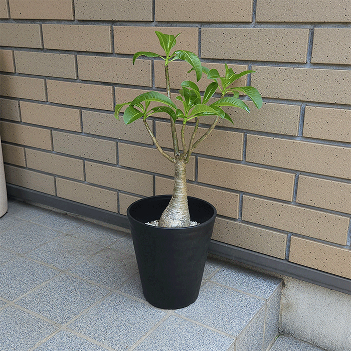 パキポディウム　イノピナツム　実生6年目　セラアート3寸ロング鉢　塊根植物 pk-nkm30.gif
