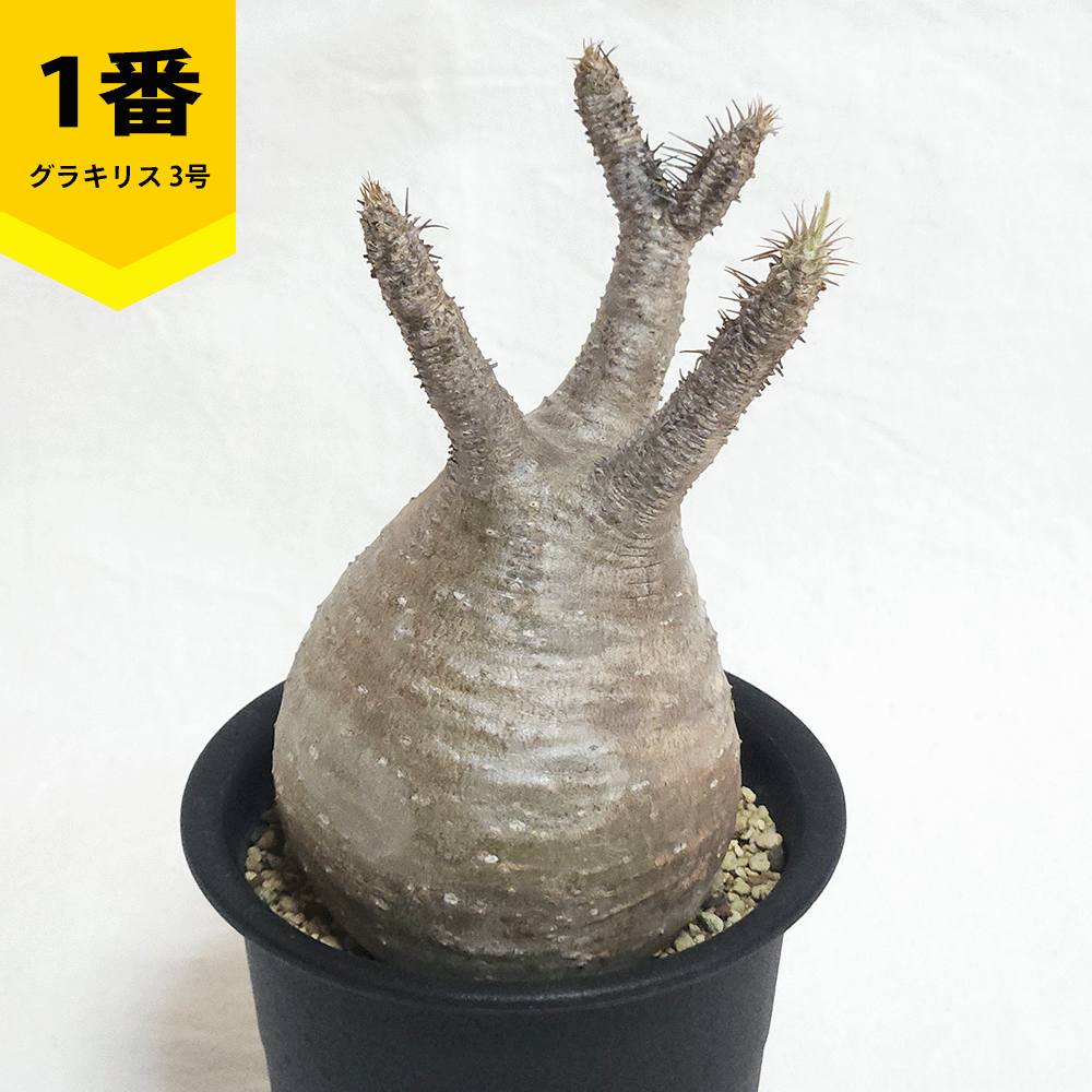 パキポディウム グラキリス 2.5号 3号 コーデックス 塊根植物 現地球