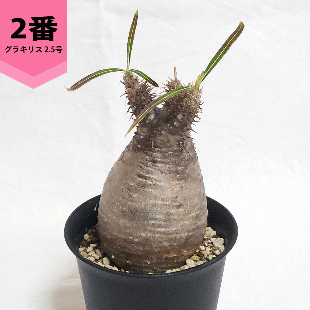 パキポディウム グラキリス 2.5号 3号 コーデックス 塊根植物 現地球