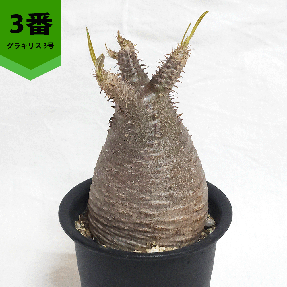 パキポディウム グラキリス 2.5号 3号 コーデックス 塊根植物 現地球