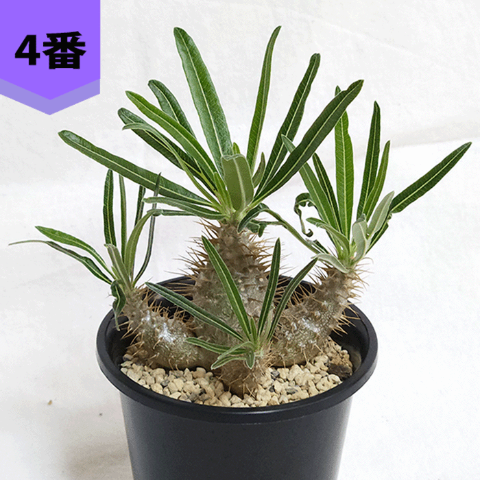 y*c様 手作植木鉢3点セット検索（塊根植物パキポディウム グラキリス アガベ 手作り 植木鉢 2点セット検索（塊根植物パキポディウム
