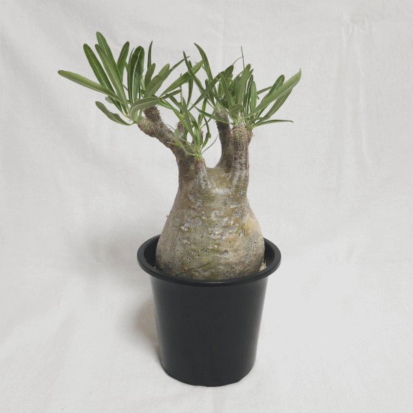 パキポディウム 苗 大量 販売！ プラ鉢のまま販売 複数購入も可 pk-gks30c_2.gif