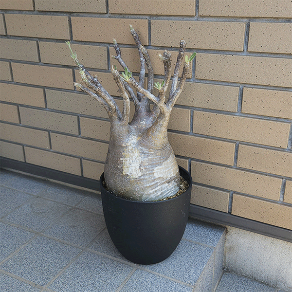 パキポディウム グラキリス 8号 プラ鉢 塊根植物 種類 鉢 土 種