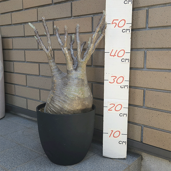 パキポディウム グラキリス 8号 プラ鉢 塊根植物 種類 鉢 土 種