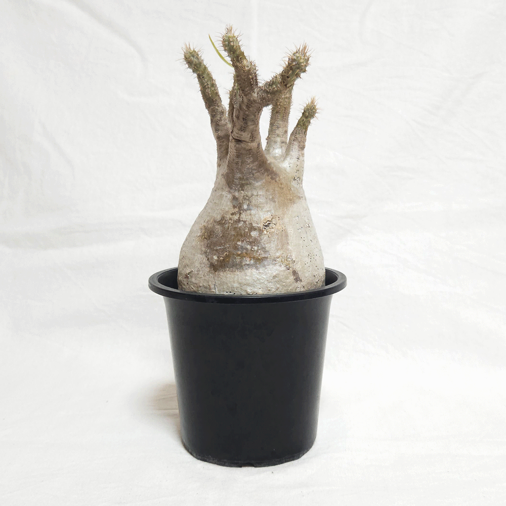 パキポディウム グラキリス 4号 プラ鉢 塊根植物 コーデックス 発根