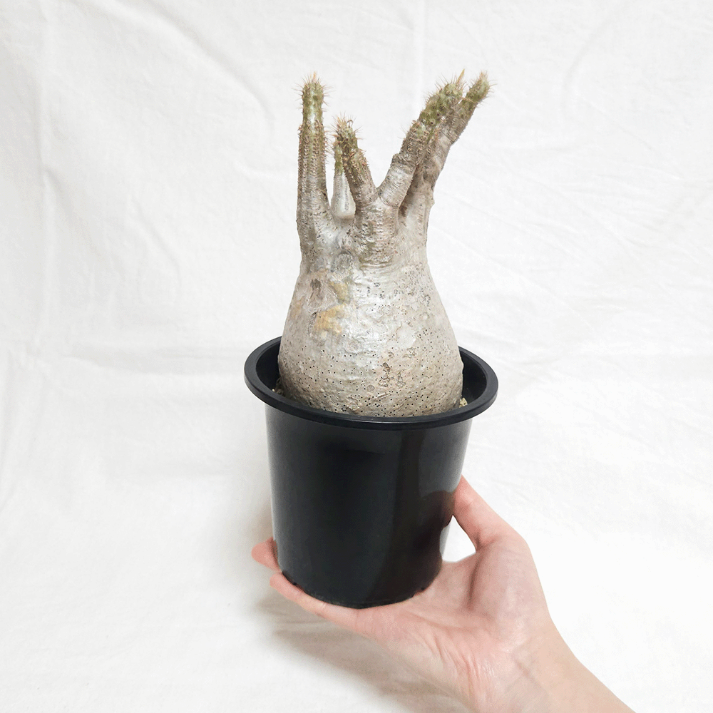 パキポディウム グラキリス 4号 プラ鉢 塊根植物 コーデックス 発根