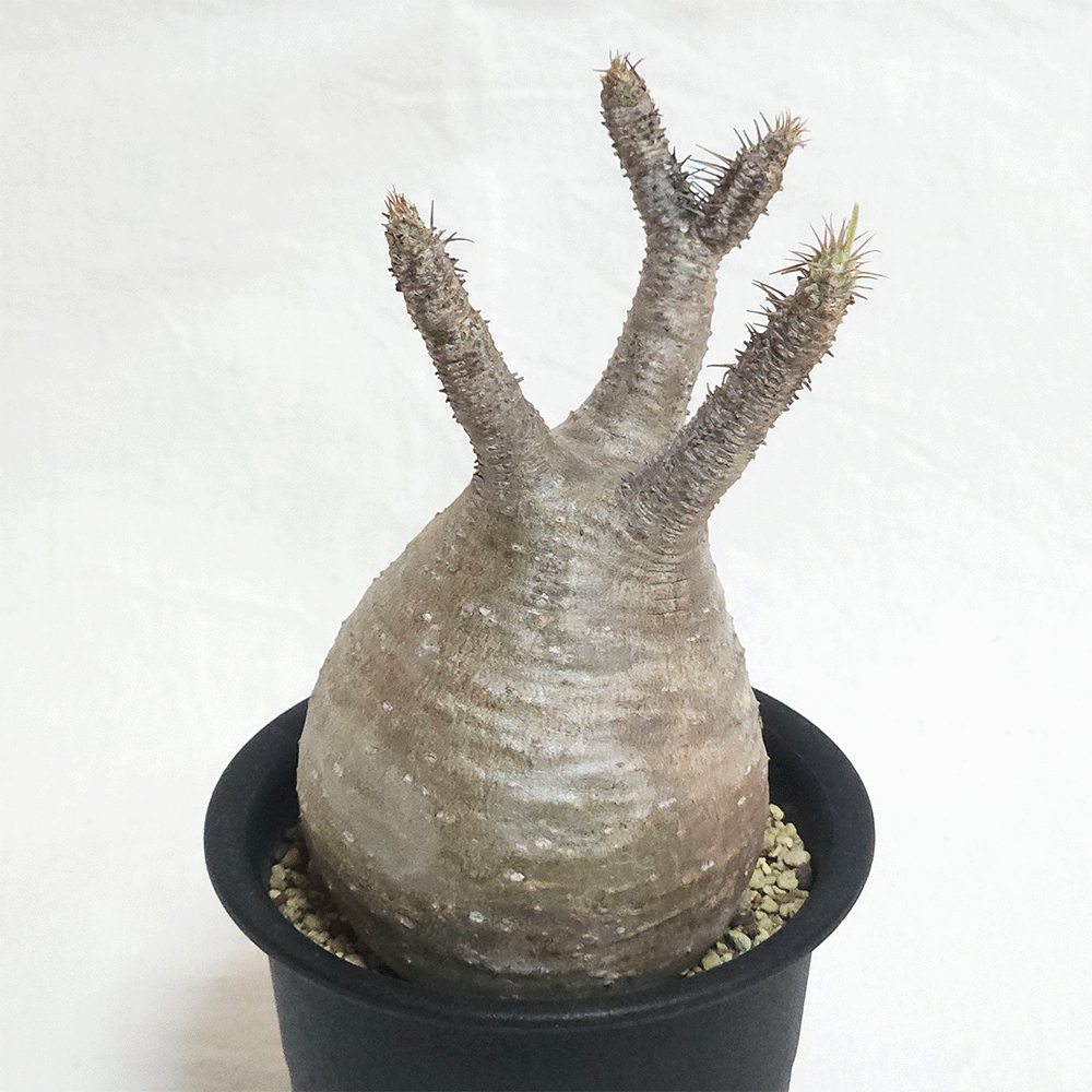 パキポディウム グラキリス 2.5号 3号 コーデックス 塊根植物 現地球