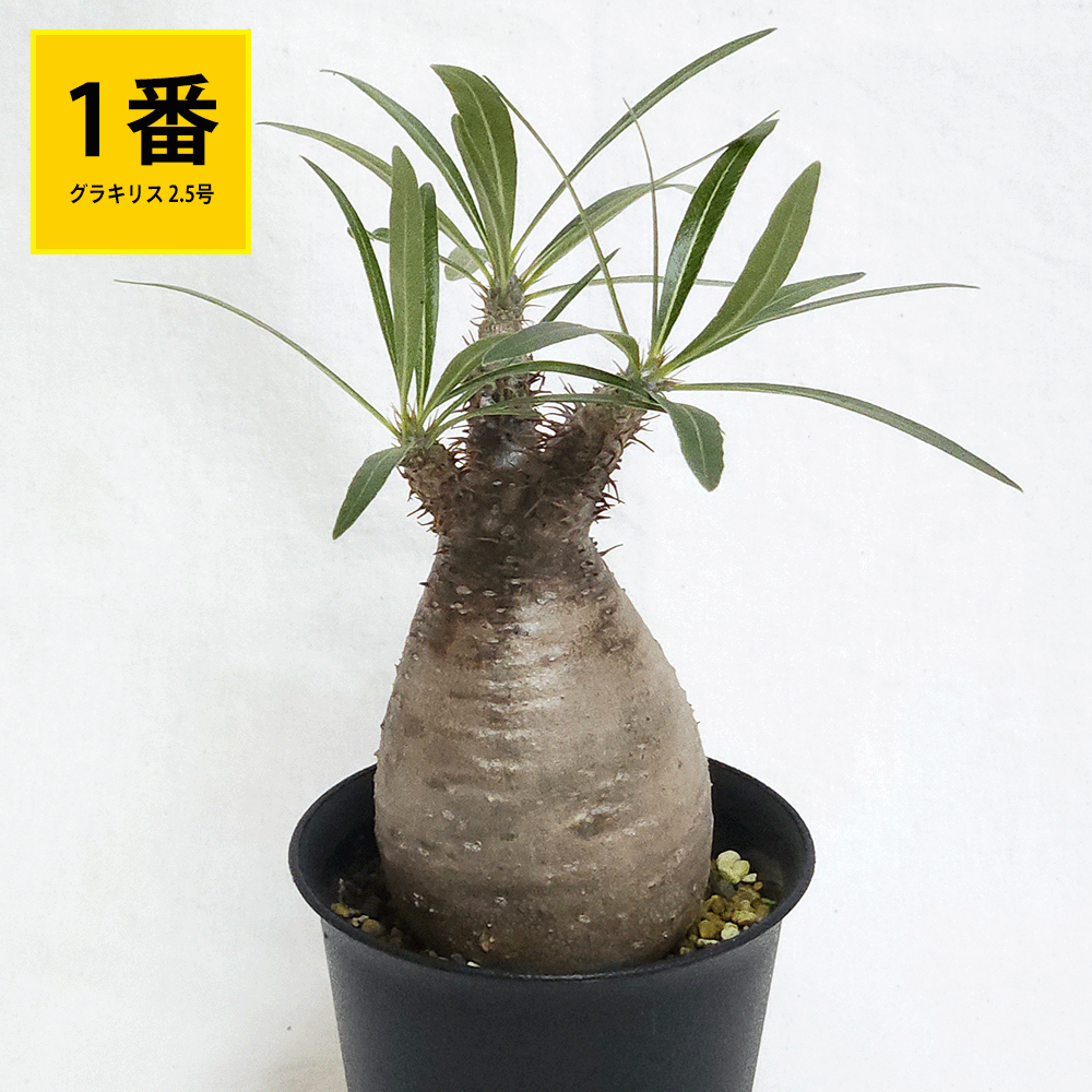 パキポディウム グラキリス 2.5号 3号 コーデックス 塊根植物 現地球