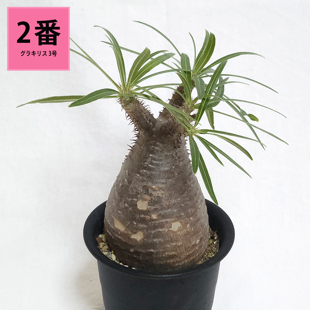 パキポディウム グラキリス 2.5号 3号 コーデックス 塊根植物 現地球