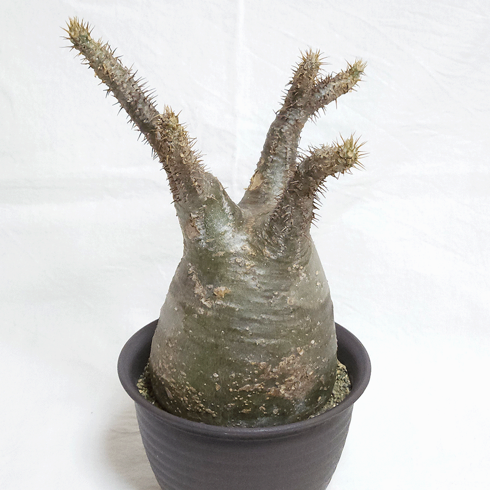 人気種　パキポディウム　グラキリス　未発根  塊根植物　多肉植物コーデックス パキポディウム グラキリス 塊根植物 コーデックス 現品 発根処理済み