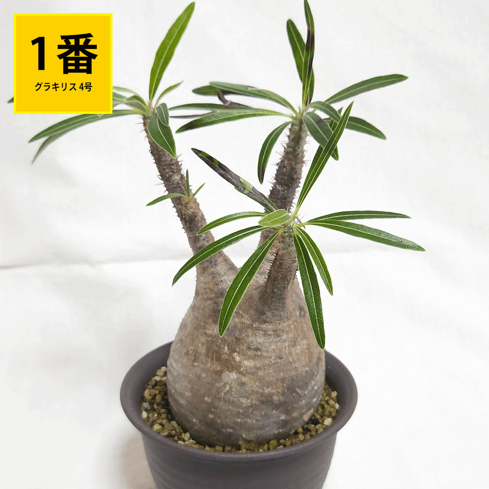 パキポディウム グラキリス 塊根植物 コーデックス 抜き苗の場合-5000円 パキポディウム グラキリス 3.5号 4号 塊根植物 コーデックス 種類