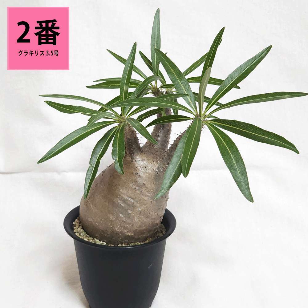 パキポディウム グラキリス 3.5号 4号 塊根植物 コーデックス 種類
