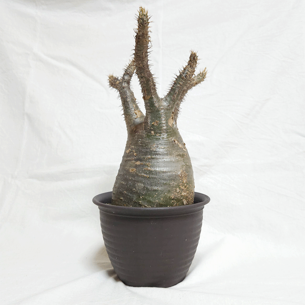 パキポディウム グラキリス 塊根植物 コーデックス 現品 発根処理済み