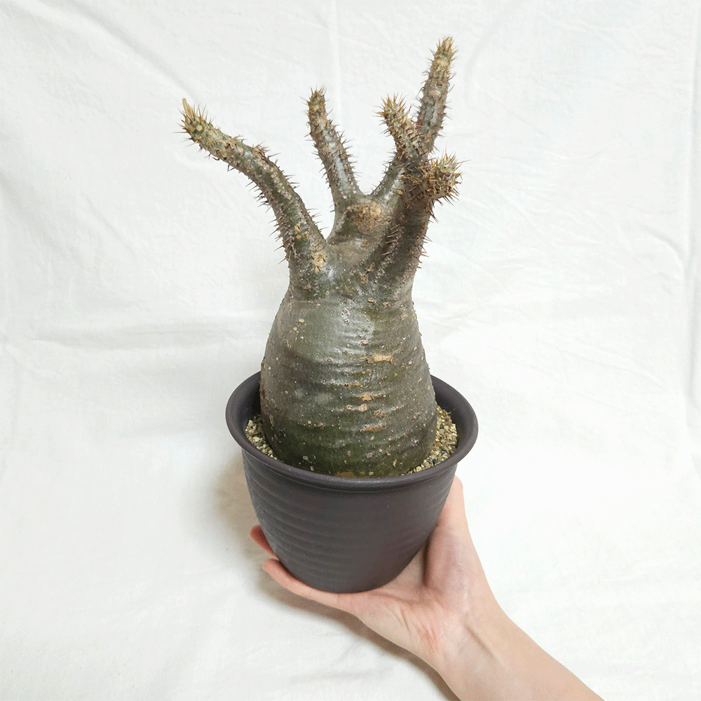 パキポディウム グラキリス 塊根植物 コーデックス 現品 発根処理済み