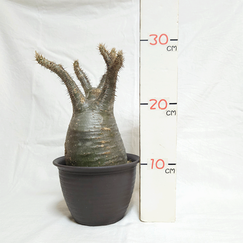パキポディウム グラキリス 塊根植物 コーデックス 現品 発根処理済み