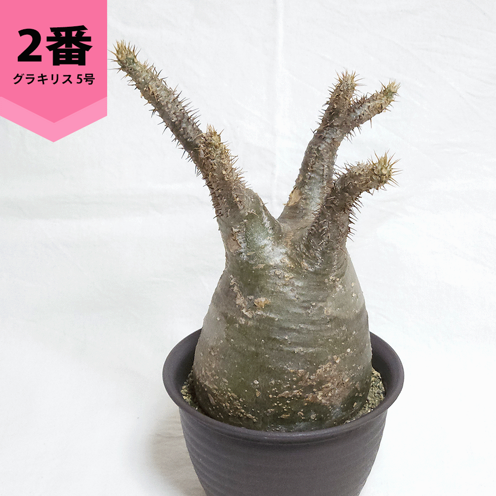 パキポディウム（花ギフト用途：お祝い）のおすすめ人気商品一覧 通販