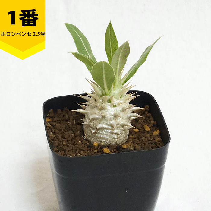 パキポディウム ホロンベンセ 2.5号 プラ鉢 コーデックス 塊根植物