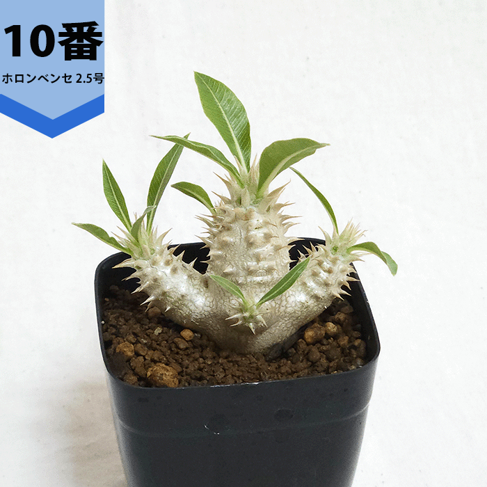 パキポディウム ホロンベンセのおすすめ人気商品一覧 通販